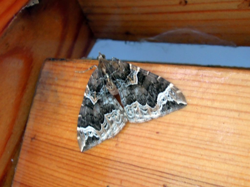 Eulithis prunata